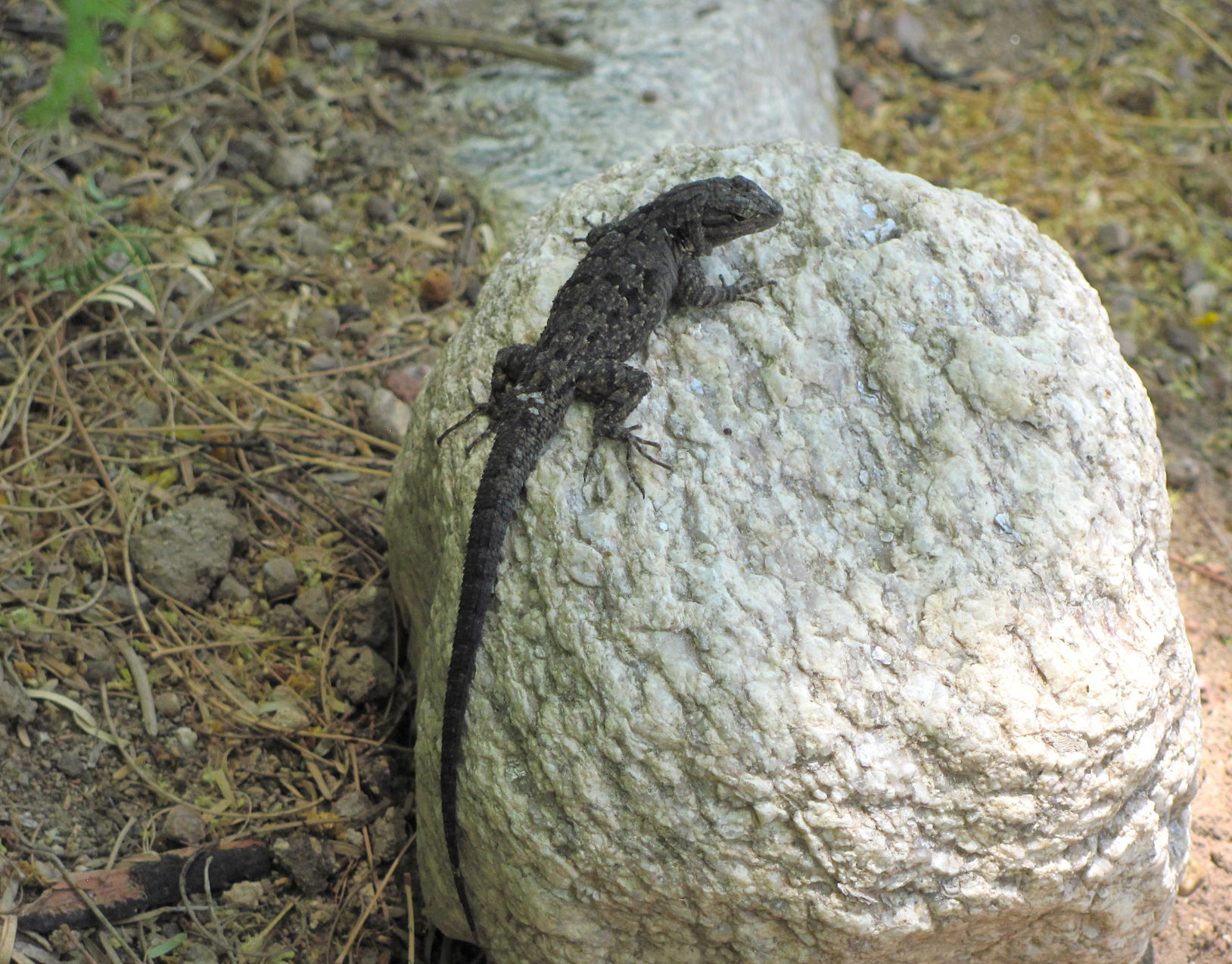 Lizard